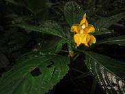 orchidée orchidée
