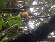oiseau oiseau