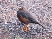 oiseau oiseau