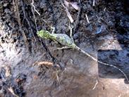 caméléon caméléon