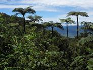 arbres parasol