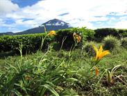 le Kerinci le Kerinci