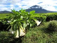 le Kerinci le Kerinci