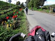 de Kersik Tua à Sungaï Penuh de Kersik Tua à Sungaï Penuh