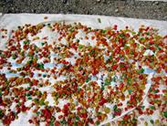 séchage de pâtes colorées séchage de pâtes colorées