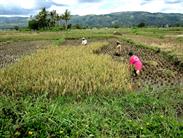 rizières vers Sungaï Penuh rizières vers Sungaï Penuh