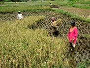 rizières vers Sungaï Penuh rizières vers Sungaï Penuh