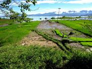 rizières et lac Kerinci