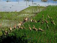 canards canards