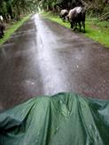 buffles sous la pluie buffles sous la pluie