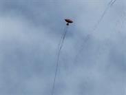 cerf-volant cerf-volant