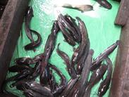 poissons-chat poissons-chat