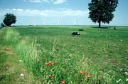 paysage de Pologne