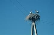 cigognes