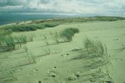 dunes vers Nida (Lit)