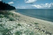 plage vers Panga (Saaremaa)