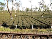 plantations de th Dibrugarh