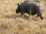 rhinocros unicorne