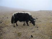 dzo (croisement yak/vache)