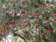 rhodondendrons