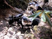 la descente 