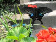 papillon