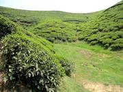 plantations de th Mirik