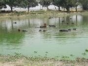 bain des buffles