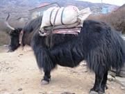 yak
