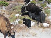 yaks