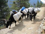 yaks