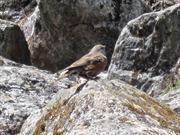 moineau