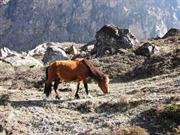 cheval dans la valle