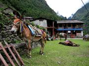 Chhomrong