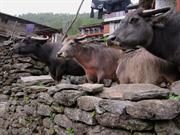 buffles  Chhomrong