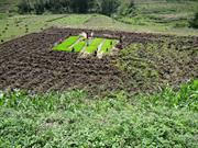 plants de th