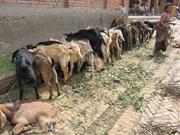 Patan