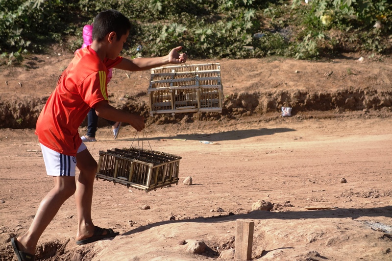 Luang Prabang enfant marchand d'oiseaux Luang Prabang enfant marchand d'oiseaux