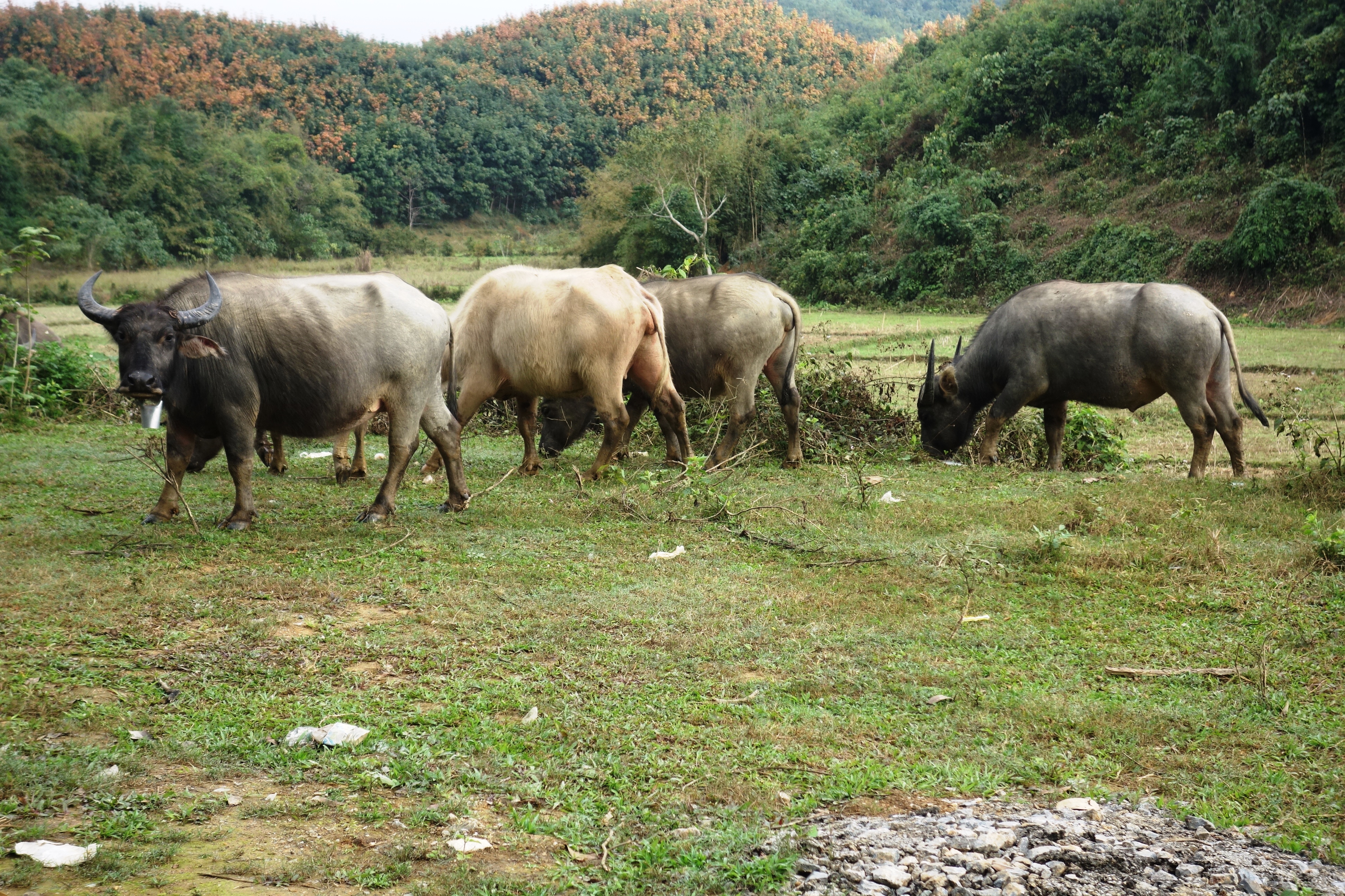 Nong Khiaw buffles Nong Khiaw buffles