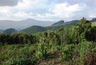 parc national Doi Phuka