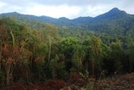 parc national Doi Phuka