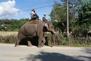 éléphants à Ban Ruammit