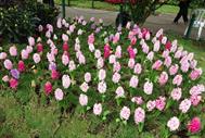 festival de fleurs