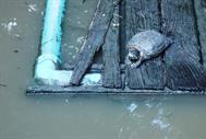 tortue Phra Kaew tortue Phra Kaew